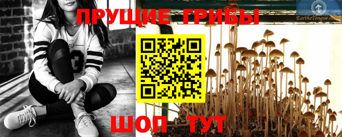 Псилоцибиновые грибы Cubensis  Вход с VPN  Чайковский 
